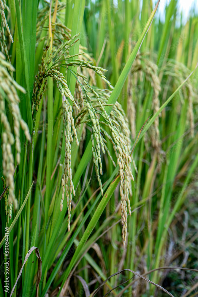 rice plant,Paddy,Field,Yellow green rice fields The beauty of the local farmers of Thailand rice plant,Paddy,Field,Yellow green rice fields The beauty of the local farmers of Thailand