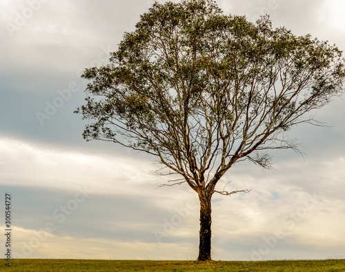 Tall tree with narrow branches against a cloudy sky