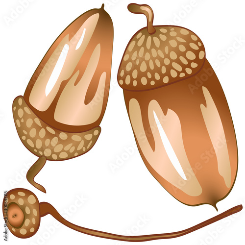 Vector autumn brown an acorn oak plant. Acorn plant botanical garden floral foliage. Isolated illustration element.
