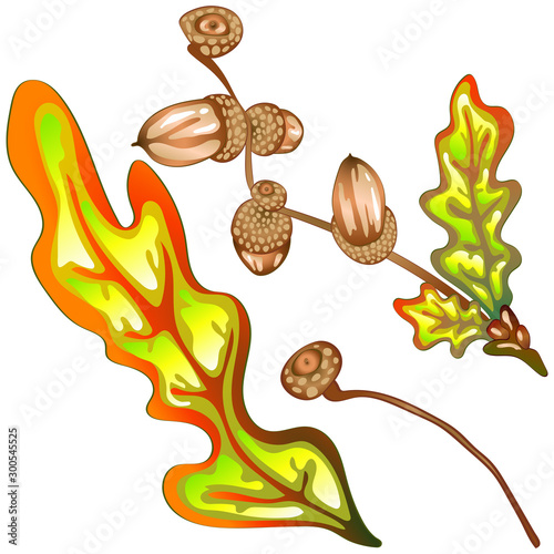 Vector autumn yellow oak leaves and acorn plant. Leaf plant botanical garden floral foliage.