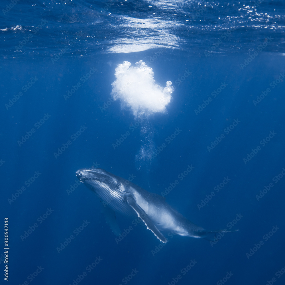 Humpback Whale Calf