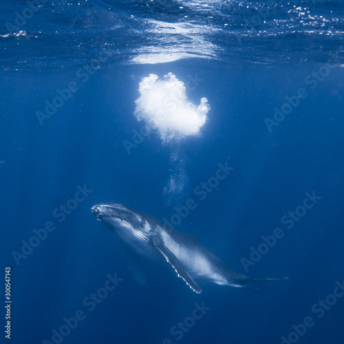 Humpback Whale Calf © Sean