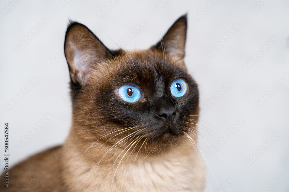 Beautiful siamese cat with bright blue eyes lays on the carpet or sofa. Adorable well-conditioned pet at home concept. Crazy eyes expression.