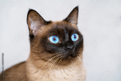 Beautiful siamese cat with bright blue eyes lays on the carpet or sofa. Adorable well-conditioned pet at home concept. Crazy eyes expression. © Masarik