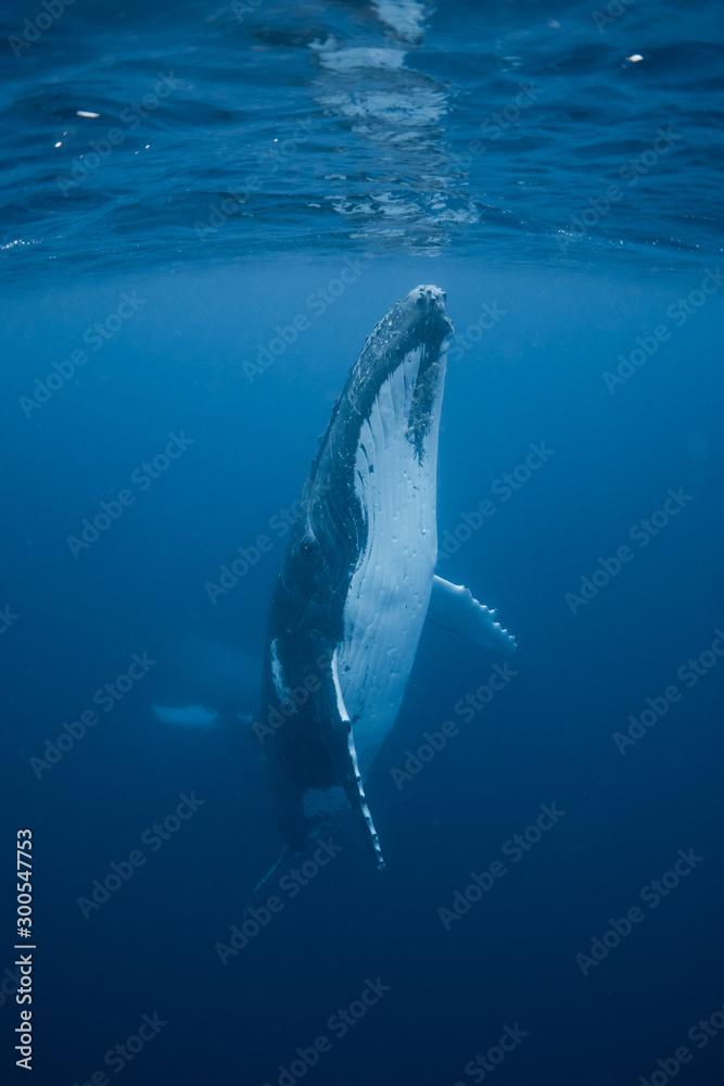 Fototapeta premium Humpback Whales