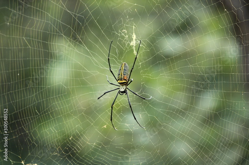 spider on web © Vipul