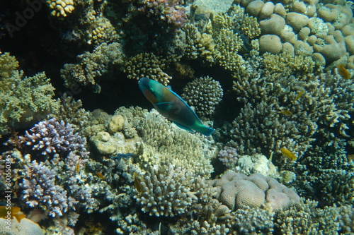 A bright parrot fish swims among corals in the Red Sea, Egypt