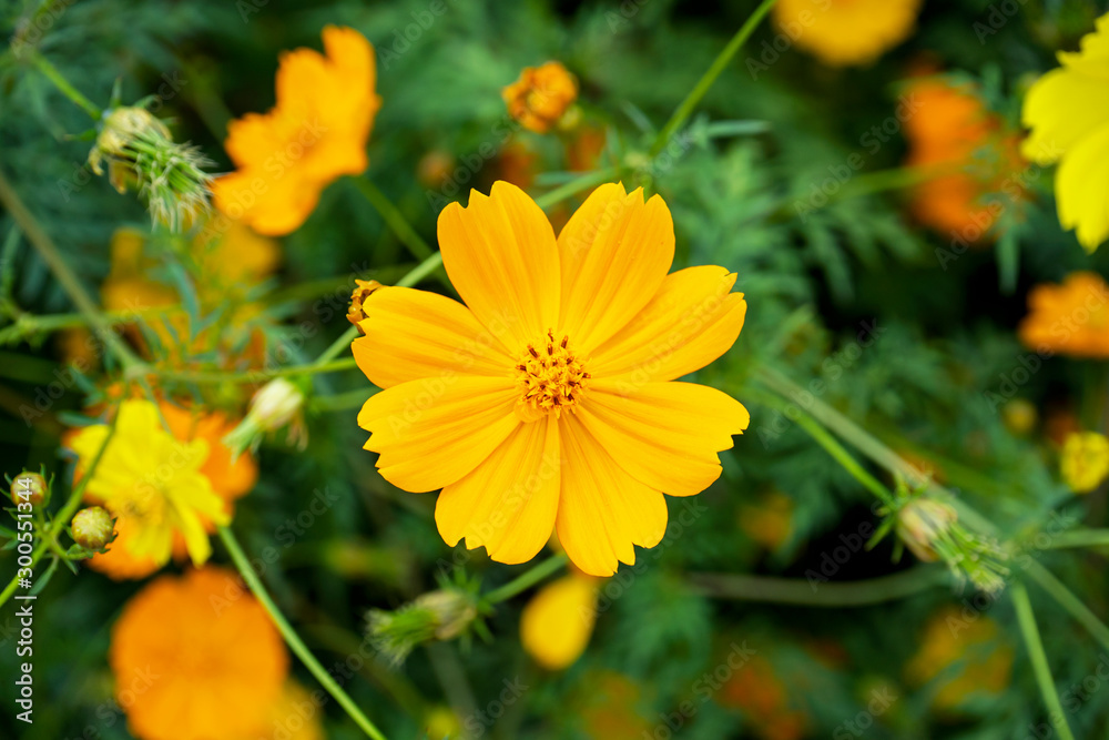 Cosmos, Mexican aster.,Beautiful yellow flowers Cosmos, Mexican aster.,Beautiful yellow flowers