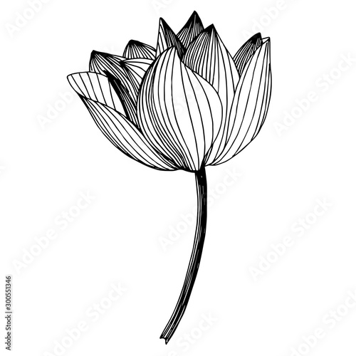 Vector Lotus floral botanical flower. Black and white engraved ink art. Isolated lotus illustration element.