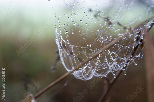 In the autumn, in the meadows, fields and river banks, you can find a lot of cobwebs on the grass. In the autumn, the web is very beautiful, it is full of dew and looks like a jewel or jewel.
