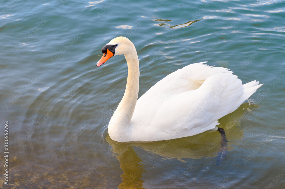 White mute swan swimming with reflection White mute swan swimming with reflection
