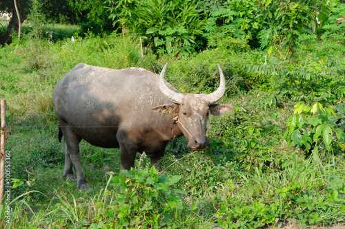 buffalo in field