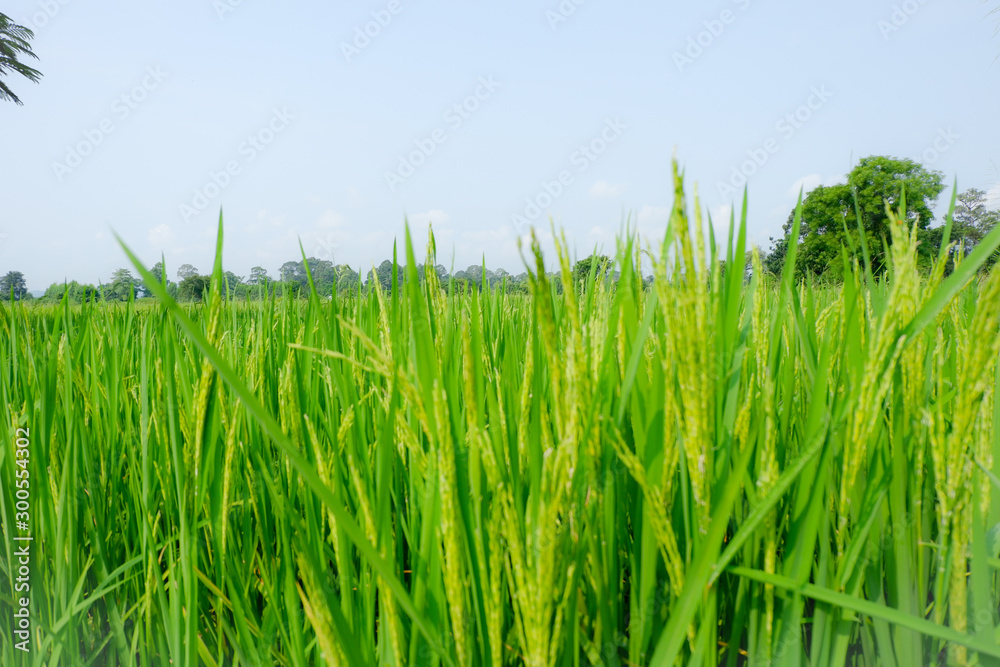 green grass on blue background