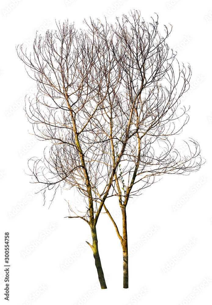 Leafless tree isolated on white background. Leafless tree isolated on white background.