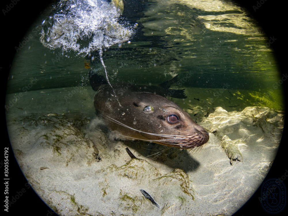 Fototapeta premium Galapagos Sea Lions