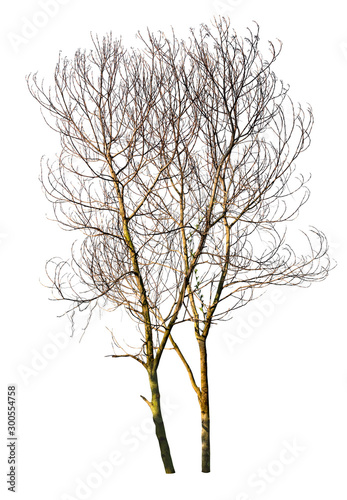 Leafless tree isolated on white background. © Wipark