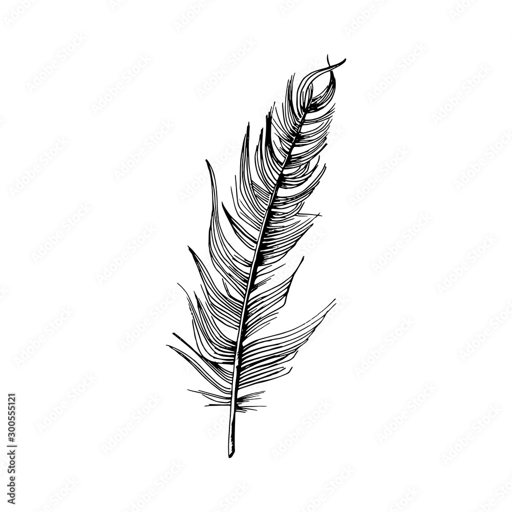 Fototapeta premium Feather. Hand-drawn sketch of a bird feather. Black and white vector illustration isolated on white background.