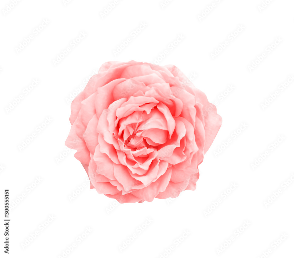 Light pink rose flowers fresh sweet petal patterns head isolated on white background top view , clipping path top view Light pink rose flowers fresh sweet petal patterns head isolated on white background top view , clipping path top view