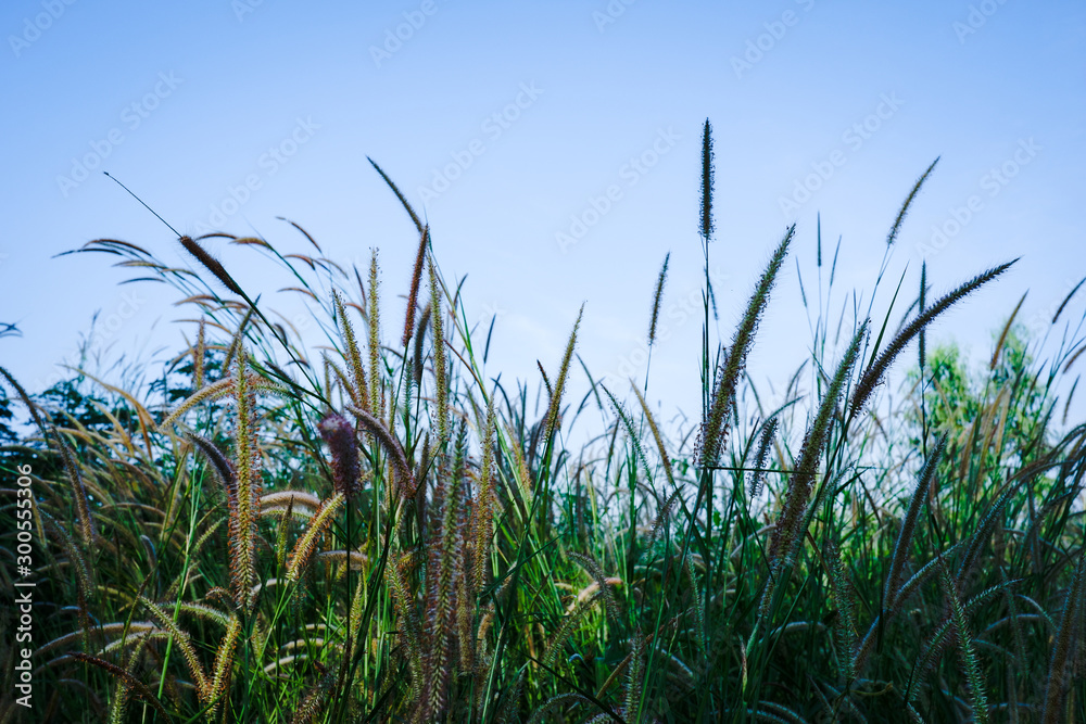 Fototapeta premium green grass and sky