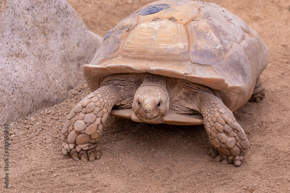 African Spurred Tortoise standing on paws next to a big rock African Spurred Tortoise standing on paws next to a big rock