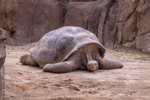 Photo of a large laying Galapagos Tortoise with head and a neck on the ground