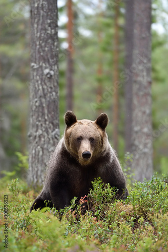 brown bear in a forest