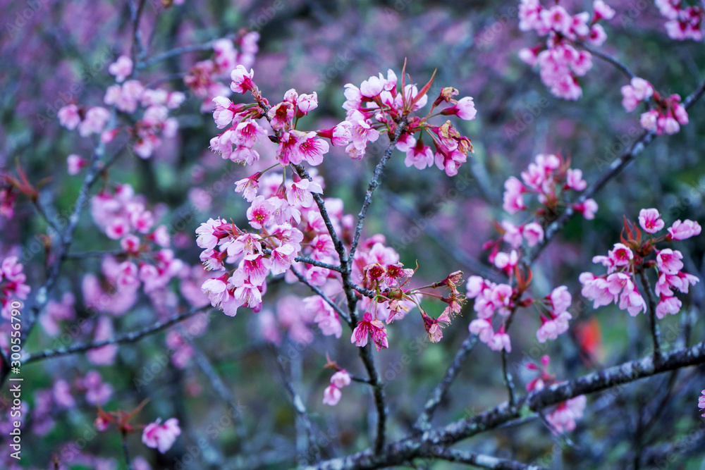 Cherry blossoms in Thailand , Sakura , Phaya Sua flower Cherry blossoms in Thailand , Sakura , Phaya Sua flower