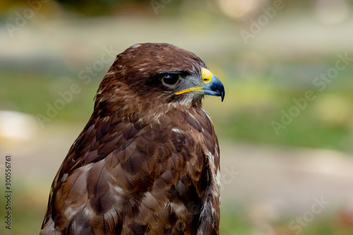 Portrait of bird of prey