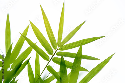 Bamboo leaves isolated on a white background