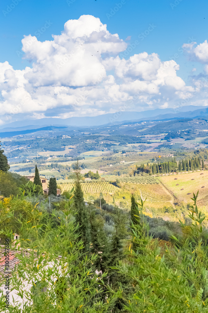 vineyard in tuscany, Italy 