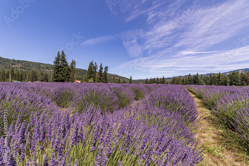 Scenic view at lavender field. Rows of violet lavender flower under blue sky, northwest Oregon.