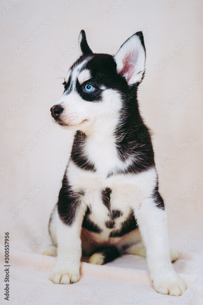 Bébé chiot husky sur fond beige, chien de traineau