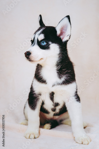 Fotografia Do Stock Bebe Chiot Husky Sur Fond Beige Chien De Traineau Adobe Stock Fotografia Do Stock Bebe Chiot Husky Sur Fond Beige Chien De Traineau Adobe Stock