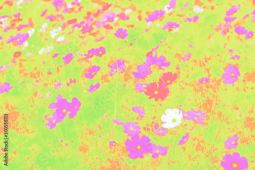 Beautiful Garden Cosmos with multicolored abstract texture background.