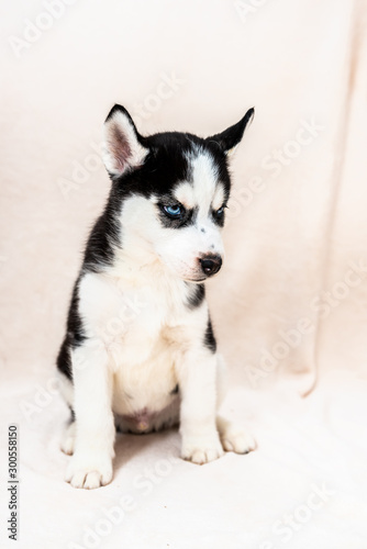 Photo Stock Bebe Chiot De Race Husky Sur Fond Blanc Adobe Stock