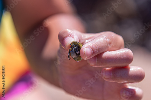 A kid hand holding small hermit crab retracting from his shell