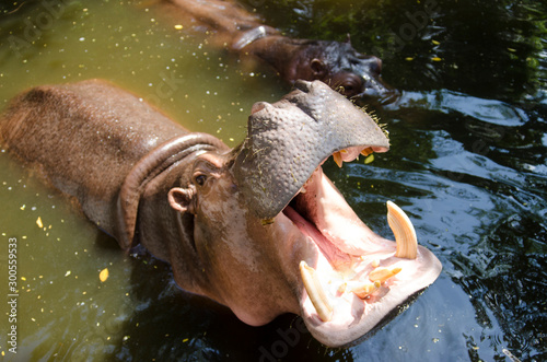 2 hippopotamuses are happily playing in the water.