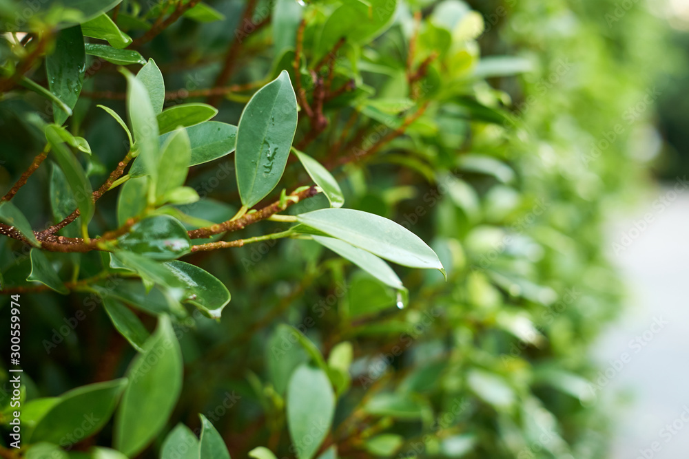 Selective focus of fresh tree leaves with green background