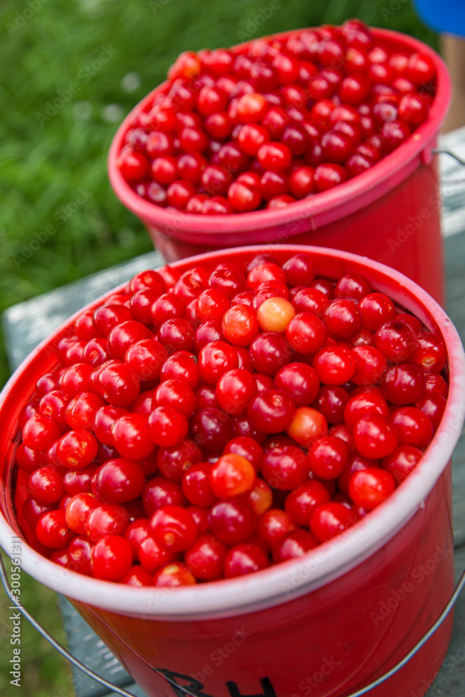 Two red buckets full of red sour cherries at a u-pick farm, Oregon Two red buckets full of red sour cherries at a u-pick farm, Oregon