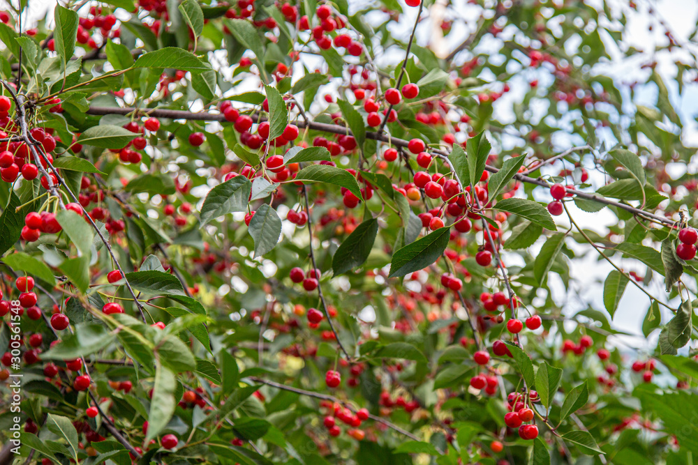 View at a sour cherry tree. Many red ripe cherries hanging on a branches View at a sour cherry tree. Many red ripe cherries hanging on a branches