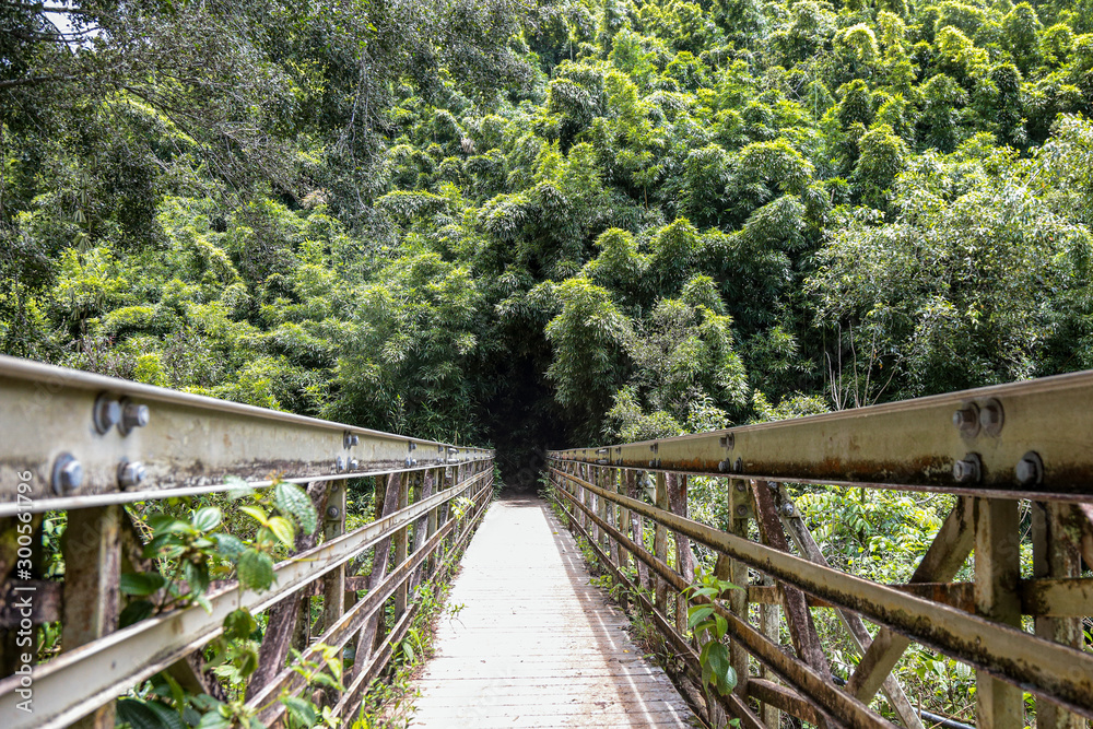 A bridge with metal rails and a wooden floor over a creek leading to a bamboo forest, Pipiwai trail, Haleakala National Park, Maui, Hawaii