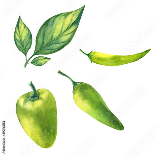 Watercolor painting of peppers  isolated on white background