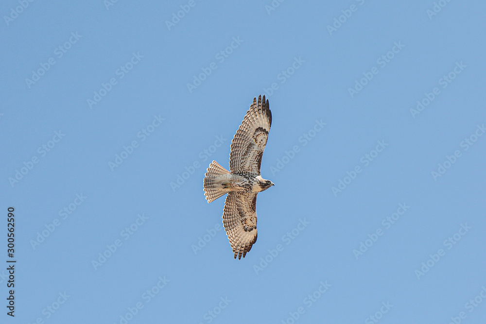 A closeup from below view of a red-tailed hawk against blue sky, Steens Mountains, south Oregon