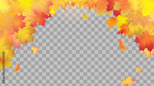 Falling autumn maple leaves on transparent background