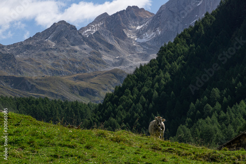 Alpine cow on meadow in front of mountains
