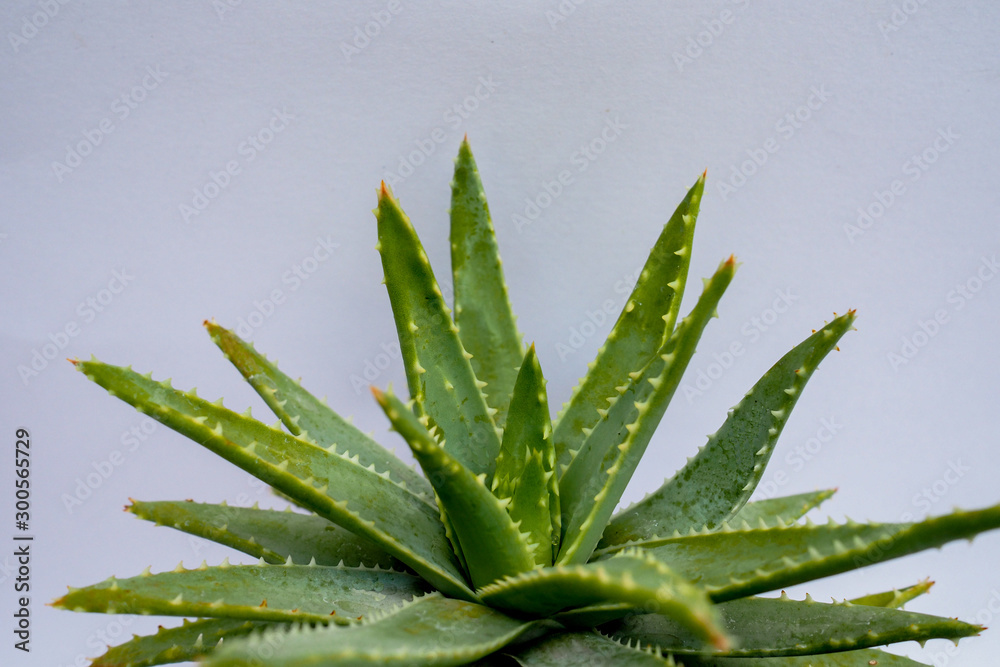 Fototapeta premium Żel Aloe Vera, który zawiera obie substancje leczące blizny i jest używany do produkcji napojów zdrowotnych lub kosmetyków, które są dobre dla skóry