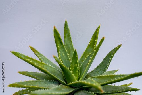 Aloe vera Gel that has both substances to cure scars And used to produce health drinks Or cosmetics that are good for the skin