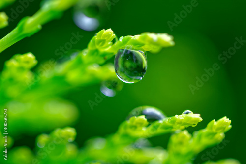 water drop with green plants
