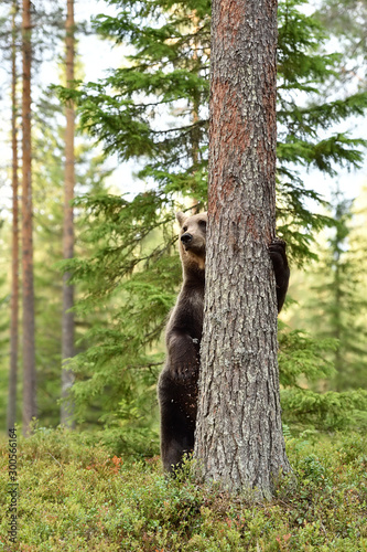 brown bear standing in forest © Erik Mandre