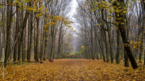  Rezerwat przyrody Las Zwierzyniecki, zamglony las, Białystok, Podlasie, Polska